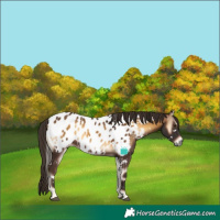 Horse Color:Gray White Spotted Red Onyx Appaloosa 