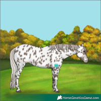 Horse Color:Silver Black Appaloosa