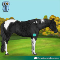 Horse Color:Black Ice Tobiano 