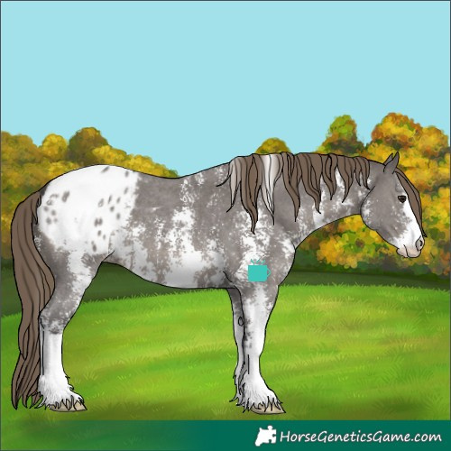 Horse Color:Smoky Grullo Sabino Appaloosa 