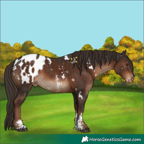 Horse Color:White Spotted Liver Chestnut Sabino Appaloosa
