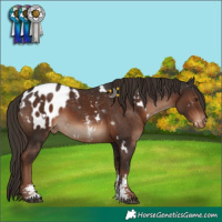 Horse Color:White Spotted Liver Chestnut Sabino Appaloosa 