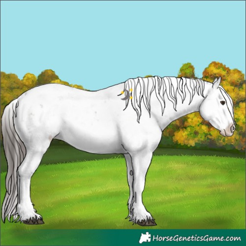 Horse Color:Liver Chestnut Sabino Appaloosa
