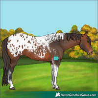 Horse Color:Bay Tobiano Appaloosa