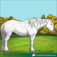 Horse Color:Liver Chestnut Sabino Varnish