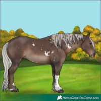 Horse Color:White Spotted Silver Black Tobiano 