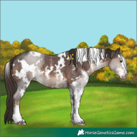 Horse Color:White Spotted Liver Chestnut Sabino