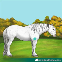 Horse Color:White Spotted Buckskin Ice Splash Tobiano 