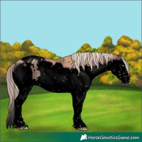 Horse Color:Void Gold Champagne Splash Tobiano Blanket Rabicano
