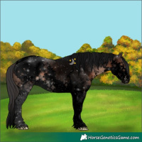 Horse Color:Void Brown Sabino Splash Tobiano Appaloosa