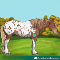 Horse Color:Chestnut Tobiano Appaloosa