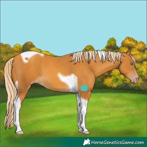 Horse Color:Gold Cream Champagne Tobiano 