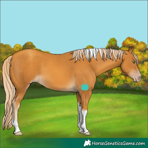 Horse Color:Gold Cream Champagne Tobiano