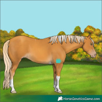 Horse Color:Gold Cream Champagne Tobiano 