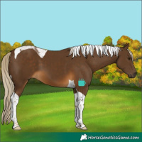 Horse Color:Chocolate Palomino Tobiano 