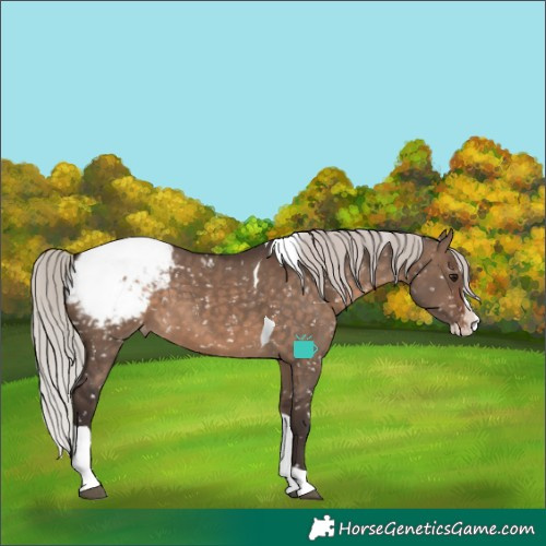 Horse Color:Silver Brown Dun Splash Tobiano Appaloosa
