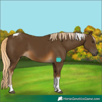 Horse Color:Chocolate Palomino Tobiano