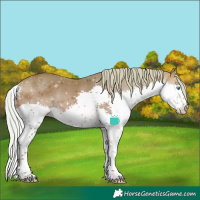 Horse Color:White Spotted Silver Bay Splash