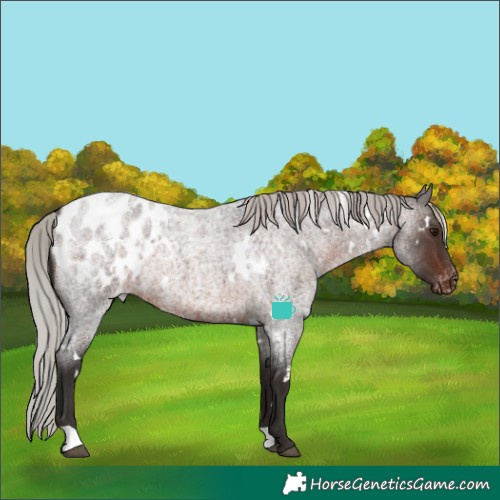 Horse Color:White Spotted Silver Brown Roan Appaloosa Rabicano 