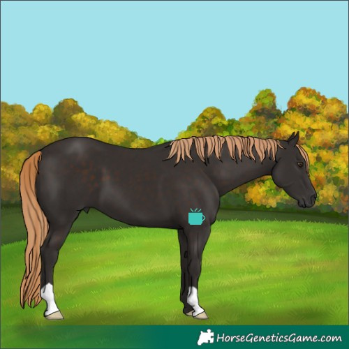 Horse Color:Liver Chestnut 