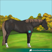 Horse Color:Liver Chestnut
