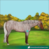 Horse Color:Silver Bay Roan