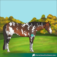 Horse Color:White Spotted Bay 