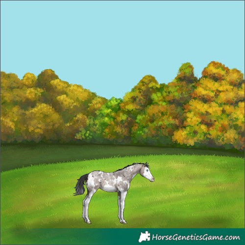 Horse Color:White Spotted Brown Roan Dun Splash Frame 