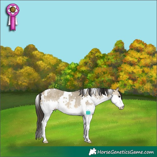 Horse Color:White Spotted Buckskin Roan Dun Splash