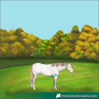 Horse Color:White Spotted Smoky Creme Roan Dun Splash Near Leopard