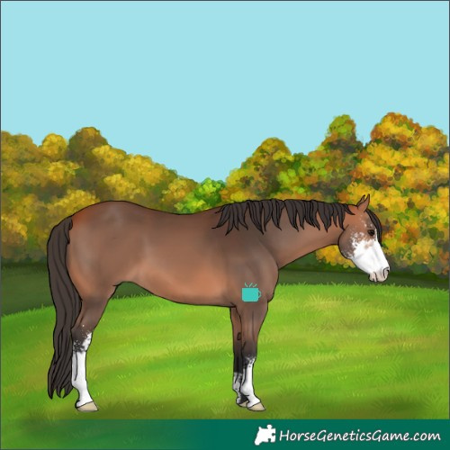 Horse Color:Bay Sabino