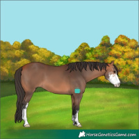 Horse Color:Bay Sabino