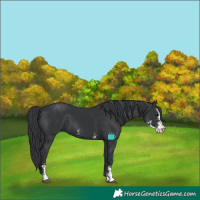 Horse Color:Black Sabino 