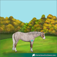 Horse Color:Silver Blue Roan Splash