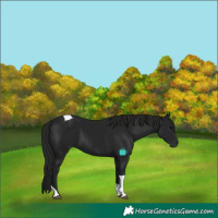 Horse Color:Gray Black Tobiano