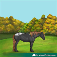 Horse Color:Gray Liver Chestnut Ice