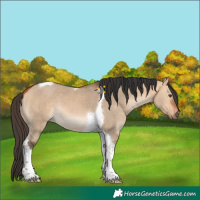 Horse Color:Bay Dun Tobiano