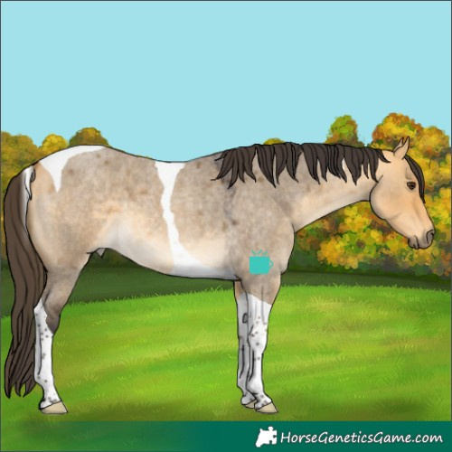 Horse Color:Buckskin Roan Dun Tobiano 