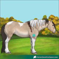 Horse Color:Bay Dun Tobiano