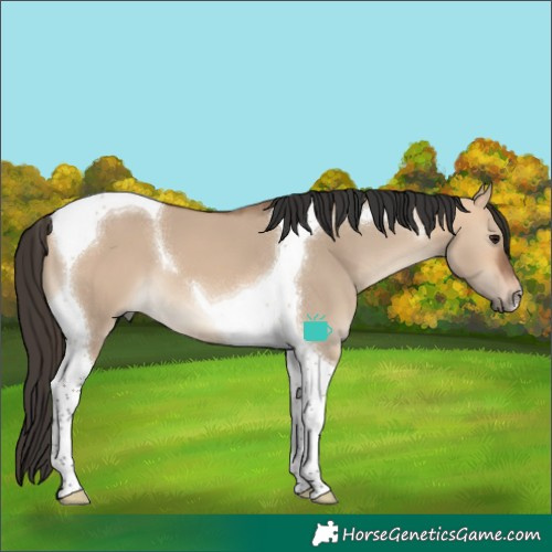 Horse Color:Bay Dun Tobiano