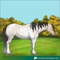 Horse Color:Bay Roan Dun Tobiano 