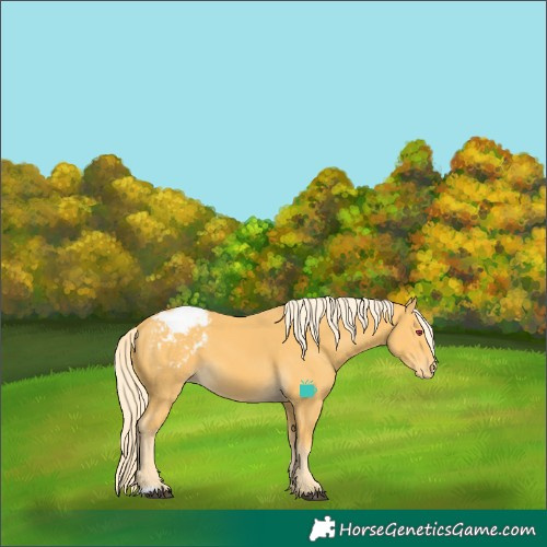Horse Color:Palomino Appaloosa 