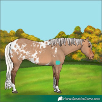 Horse Color:Silver Bay Dun Tobiano Skewed LP Spotted 