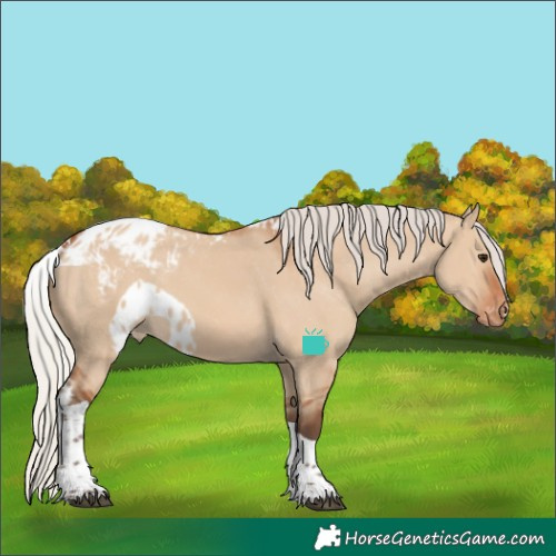 Horse Color:Silver Bay Dun Tobiano Skewed Appaloosa 