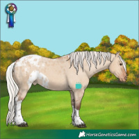 Horse Color:Silver Bay Dun Tobiano Skewed Appaloosa