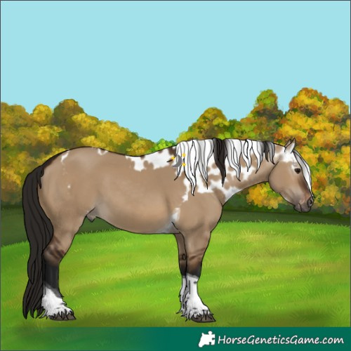 Horse Color:Gray Brown Dun Tobiano Skewed Appaloosa 