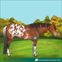 Horse Color:White Spotted Bay Tobiano Skewed LP Spotted 