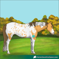 Horse Color:Buckskin Tobiano Skewed LP Spotted 