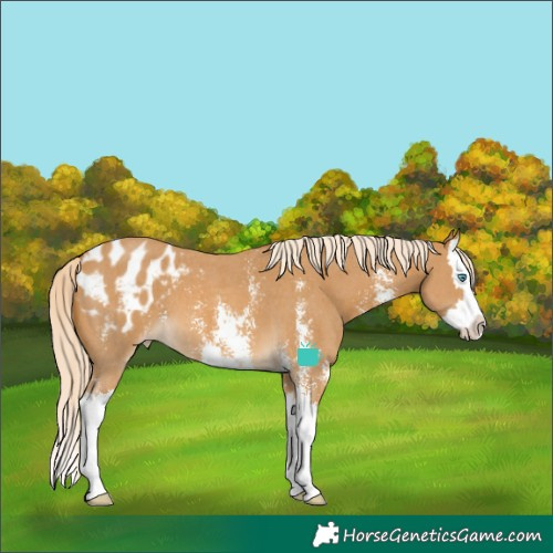 Horse Color:Palomino Sabino Splash Appaloosa 