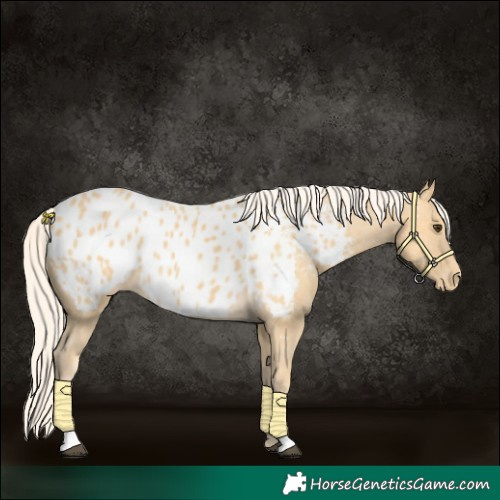 Horse Color:Palomino Near Leopard